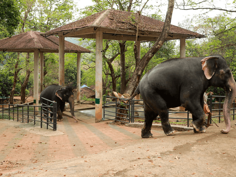Konni Elephant Training Centre